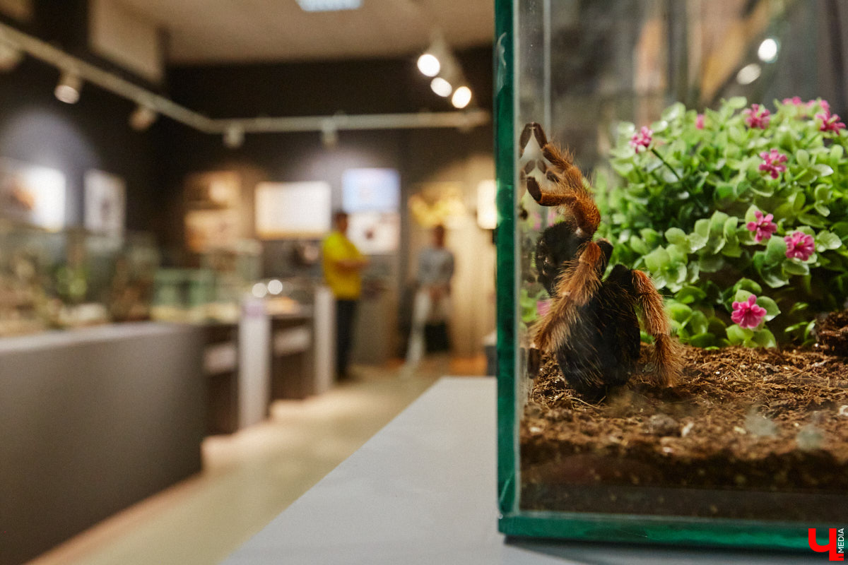 Пушистые любимцы могут быть разными. И пусть у них восемь ног и столько же глаз, а варианты расцветки затмевают радугу. Догадались, о ком речь? Даем подсказку: выставка оригинальных питомцев представлена сейчас во владимирском Музее природы. Говорят, некоторые ее посетители даже кричали от страха! Если не страдаете арахнофобией — этот фоторепортаж для вас.