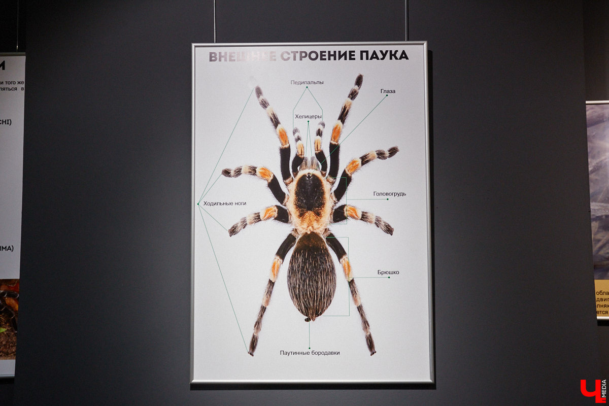 Пушистые любимцы могут быть разными. И пусть у них восемь ног и столько же глаз, а варианты расцветки затмевают радугу. Догадались, о ком речь? Даем подсказку: выставка оригинальных питомцев представлена сейчас во владимирском Музее природы. Говорят, некоторые ее посетители даже кричали от страха! Если не страдаете арахнофобией — этот фоторепортаж для вас.