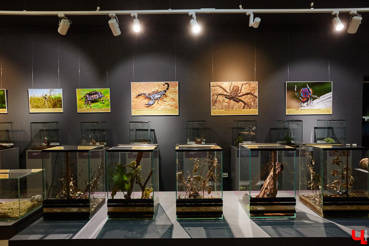 Пушистые любимцы могут быть разными. И пусть у них восемь ног и столько же глаз, а варианты расцветки затмевают радугу. Догадались, о ком речь? Даем подсказку: выставка оригинальных питомцев представлена сейчас во владимирском Музее природы. Говорят, некоторые ее посетители даже кричали от страха! Если не страдаете арахнофобией — этот фоторепортаж для вас.