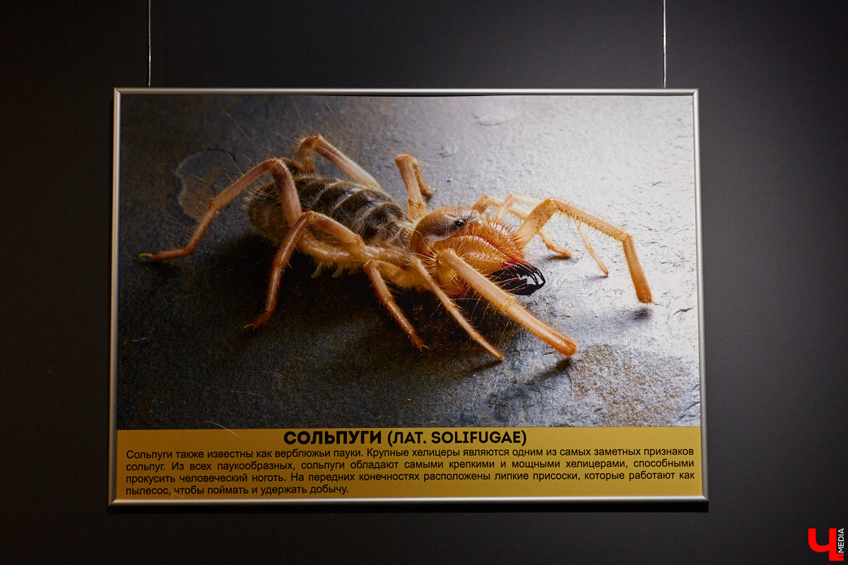 Пушистые любимцы могут быть разными. И пусть у них восемь ног и столько же глаз, а варианты расцветки затмевают радугу. Догадались, о ком речь? Даем подсказку: выставка оригинальных питомцев представлена сейчас во владимирском Музее природы. Говорят, некоторые ее посетители даже кричали от страха! Если не страдаете арахнофобией — этот фоторепортаж для вас.