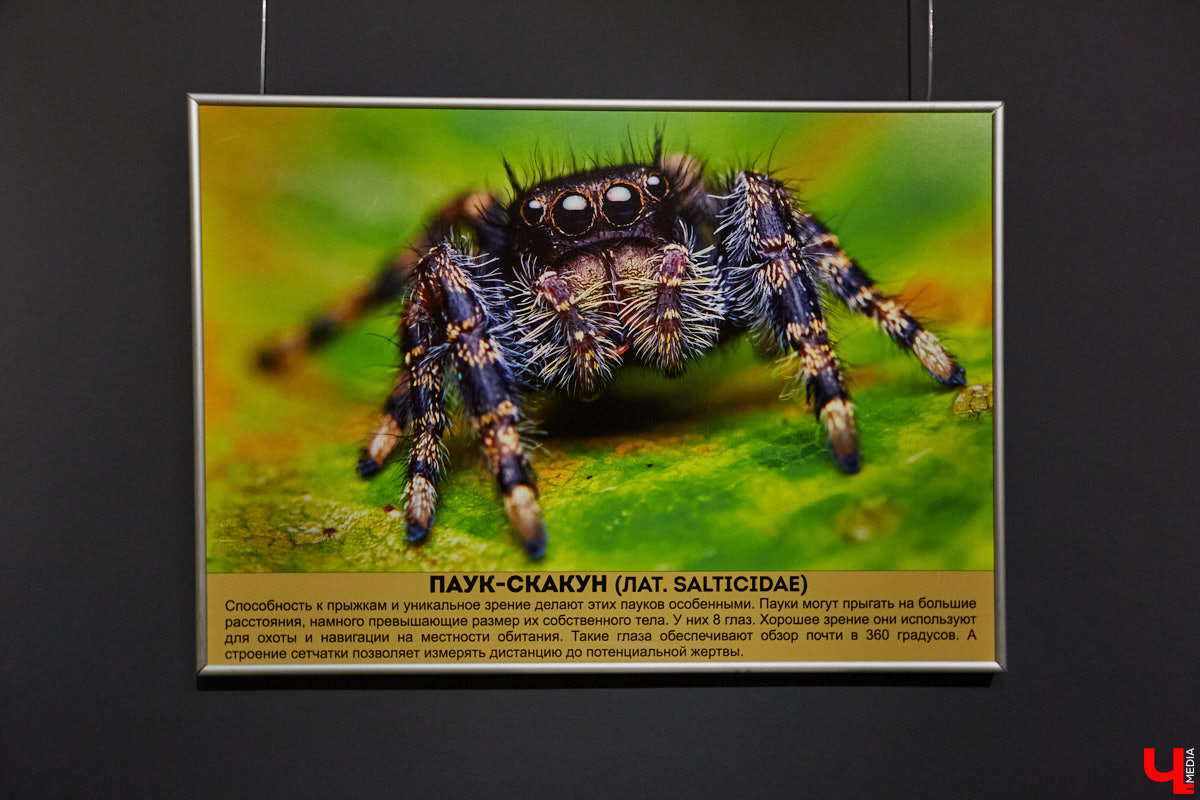 Пушистые любимцы могут быть разными. И пусть у них восемь ног и столько же глаз, а варианты расцветки затмевают радугу. Догадались, о ком речь? Даем подсказку: выставка оригинальных питомцев представлена сейчас во владимирском Музее природы. Говорят, некоторые ее посетители даже кричали от страха! Если не страдаете арахнофобией — этот фоторепортаж для вас.