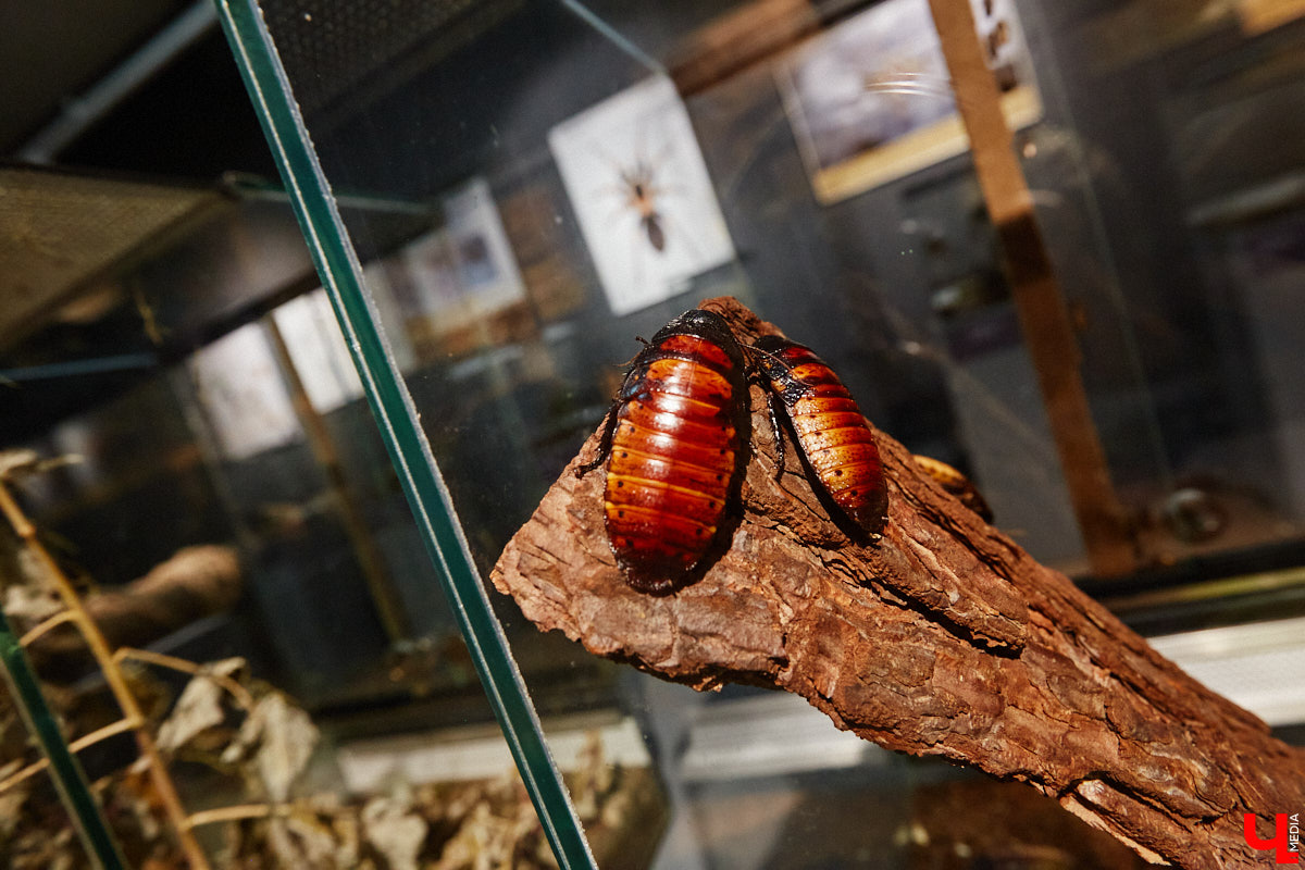 Пушистые любимцы могут быть разными. И пусть у них восемь ног и столько же глаз, а варианты расцветки затмевают радугу. Догадались, о ком речь? Даем подсказку: выставка оригинальных питомцев представлена сейчас во владимирском Музее природы. Говорят, некоторые ее посетители даже кричали от страха! Если не страдаете арахнофобией — этот фоторепортаж для вас.