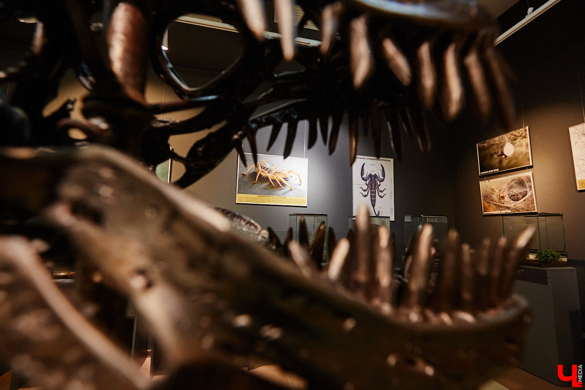 Пушистые любимцы могут быть разными. И пусть у них восемь ног и столько же глаз, а варианты расцветки затмевают радугу. Догадались, о ком речь? Даем подсказку: выставка оригинальных питомцев представлена сейчас во владимирском Музее природы. Говорят, некоторые ее посетители даже кричали от страха! Если не страдаете арахнофобией — этот фоторепортаж для вас.