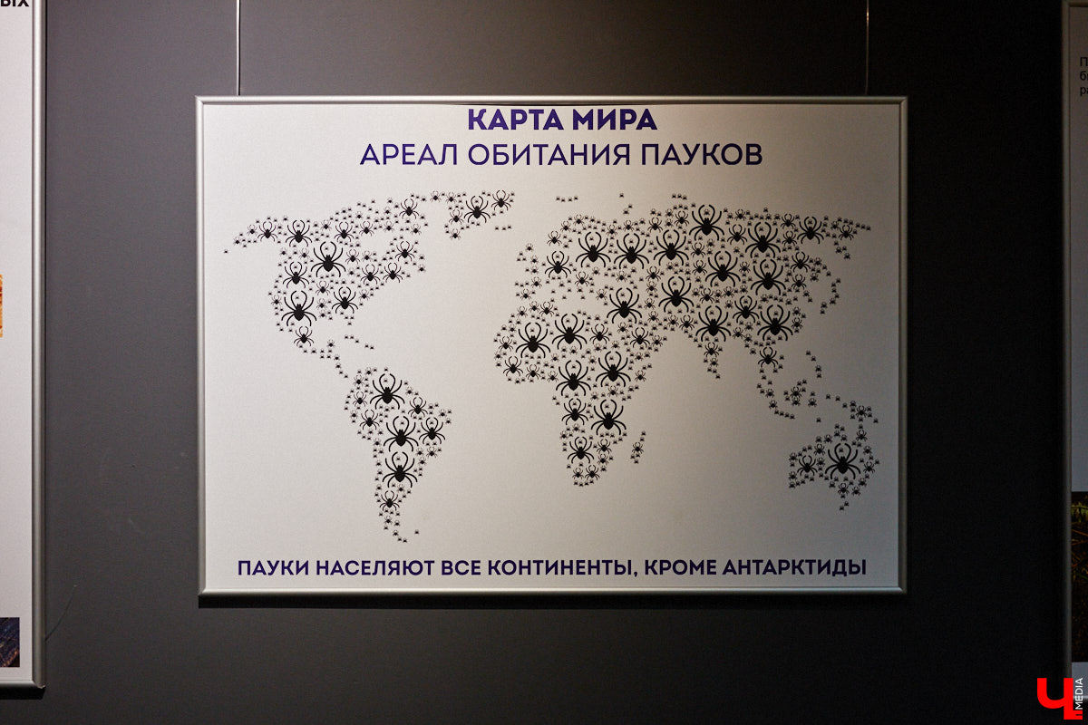 Пушистые любимцы могут быть разными. И пусть у них восемь ног и столько же глаз, а варианты расцветки затмевают радугу. Догадались, о ком речь? Даем подсказку: выставка оригинальных питомцев представлена сейчас во владимирском Музее природы. Говорят, некоторые ее посетители даже кричали от страха! Если не страдаете арахнофобией — этот фоторепортаж для вас.