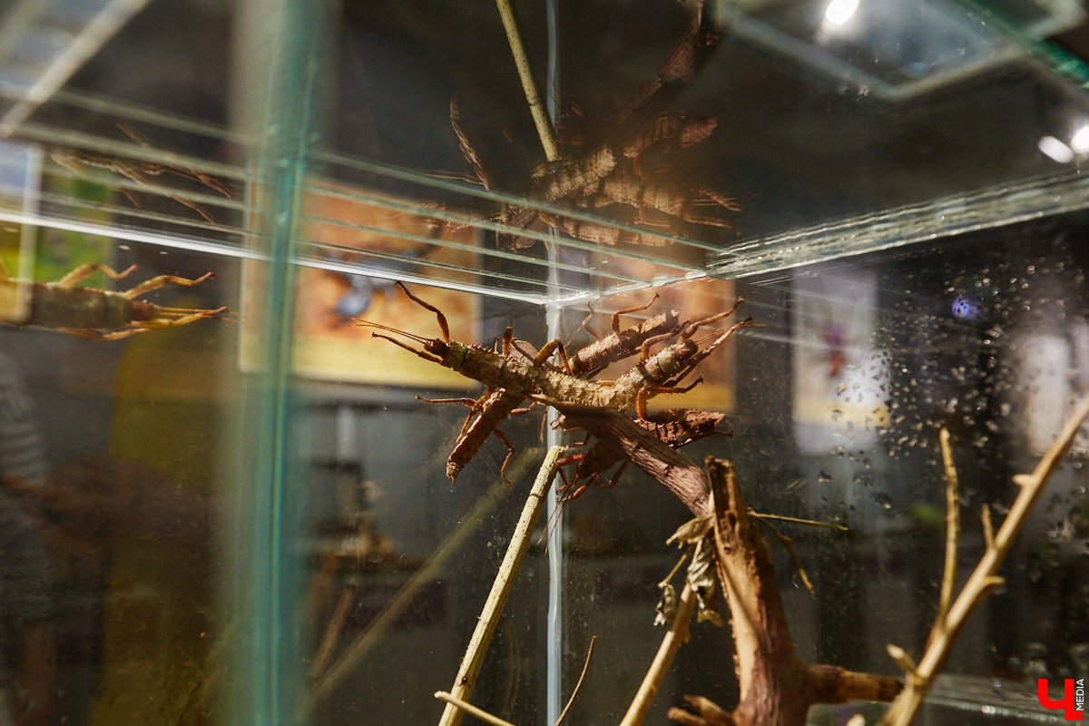 Пушистые любимцы могут быть разными. И пусть у них восемь ног и столько же глаз, а варианты расцветки затмевают радугу. Догадались, о ком речь? Даем подсказку: выставка оригинальных питомцев представлена сейчас во владимирском Музее природы. Говорят, некоторые ее посетители даже кричали от страха! Если не страдаете арахнофобией — этот фоторепортаж для вас.