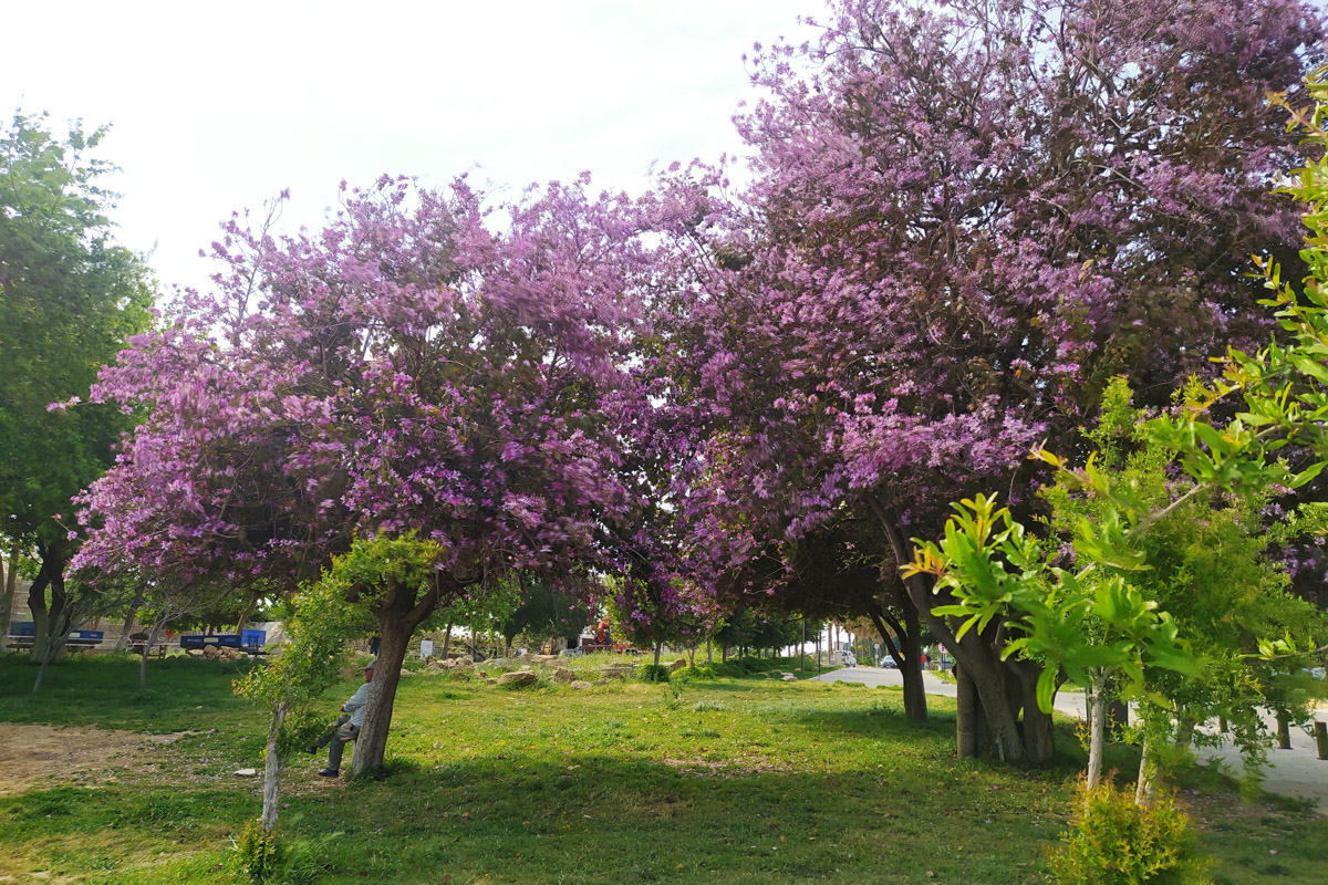 Жанна Актюрк уже 15 лет живет в Турции, где за это время не только создала семью, но и освоила несколько новых музыкальных инструментов и даже начала преподавать в престижном университете на национальном языке, пройдя строгий отбор наравне с местными.