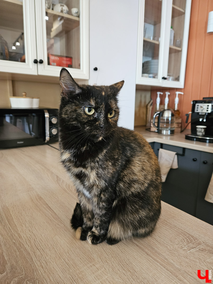 Куда отправиться в выходные? Протестировали совсем близкий маршрут: полтора часа — и вы в Муроме. Что там ждет кроме калачей? Добрые дела, прекрасные виды и... павлины. Рассказываем о коротком, но увлекательном туре выходного дня.