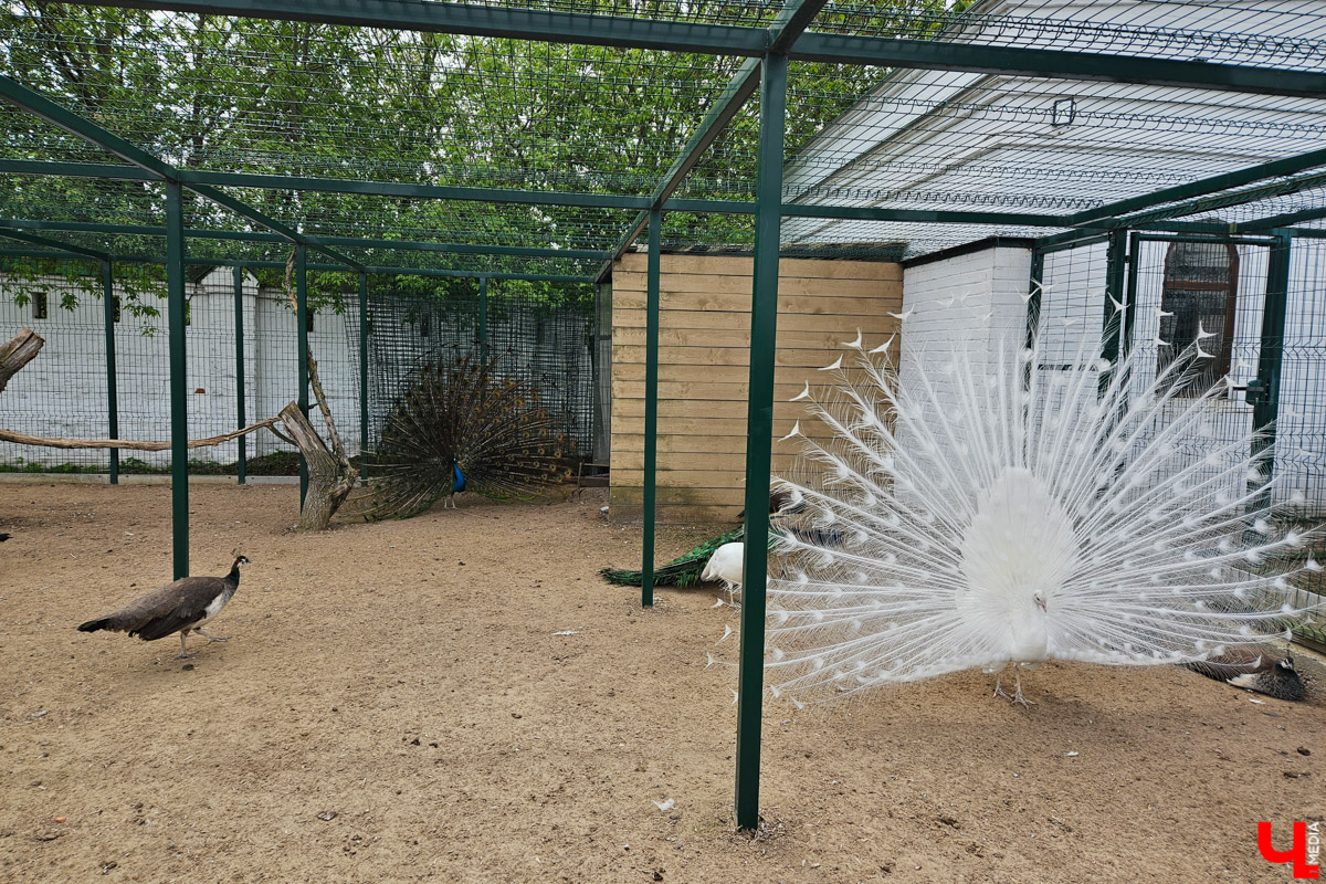 Куда отправиться в выходные? Протестировали совсем близкий маршрут: полтора часа — и вы в Муроме. Что там ждет кроме калачей? Добрые дела, прекрасные виды и... павлины. Рассказываем о коротком, но увлекательном туре выходного дня.