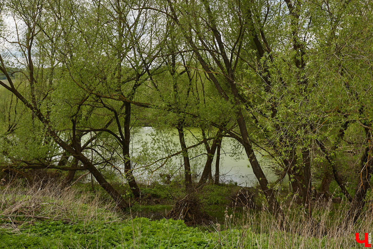 Близ Владимира находится село Суромна. Дойти до него можно пешком, совместив приятную прогулку с полезной экскурсией краеведа. Этот живописный уголок с богатейшей историей определенно достоин внимания, и «Ключ-Медиа» прошелся по старинным улочкам вместе с местной активисткой Жанной Солнцевой.