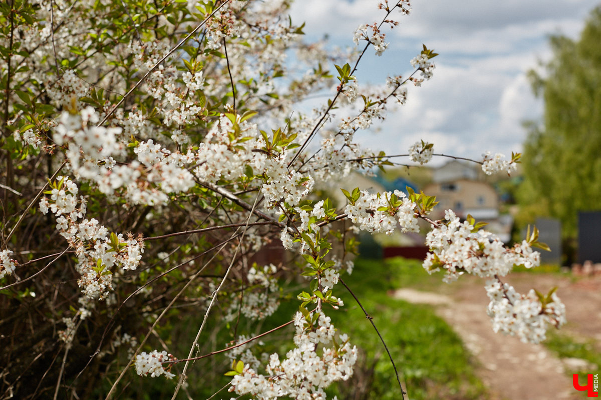 Близ Владимира находится село Суромна. Дойти до него можно пешком, совместив приятную прогулку с полезной экскурсией краеведа. Этот живописный уголок с богатейшей историей определенно достоин внимания, и «Ключ-Медиа» прошелся по старинным улочкам вместе с местной активисткой Жанной Солнцевой.
