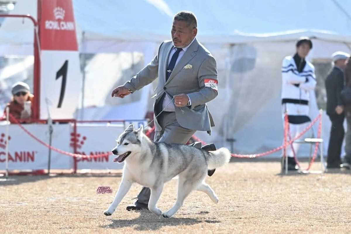 В Японии прошла церемония награждения собак по итогам 2024 года. Среди сибирских хаски первое место занял питомец родом из Владимирской области. Дива переехала в Страну восходящего солнца в свои 17 месяцев, уже имея титул чемпиона России. С тех пор она несколько раз успела покорить членов жюри и в далекой стране, а теперь вошла в топ «лучших из лучших».