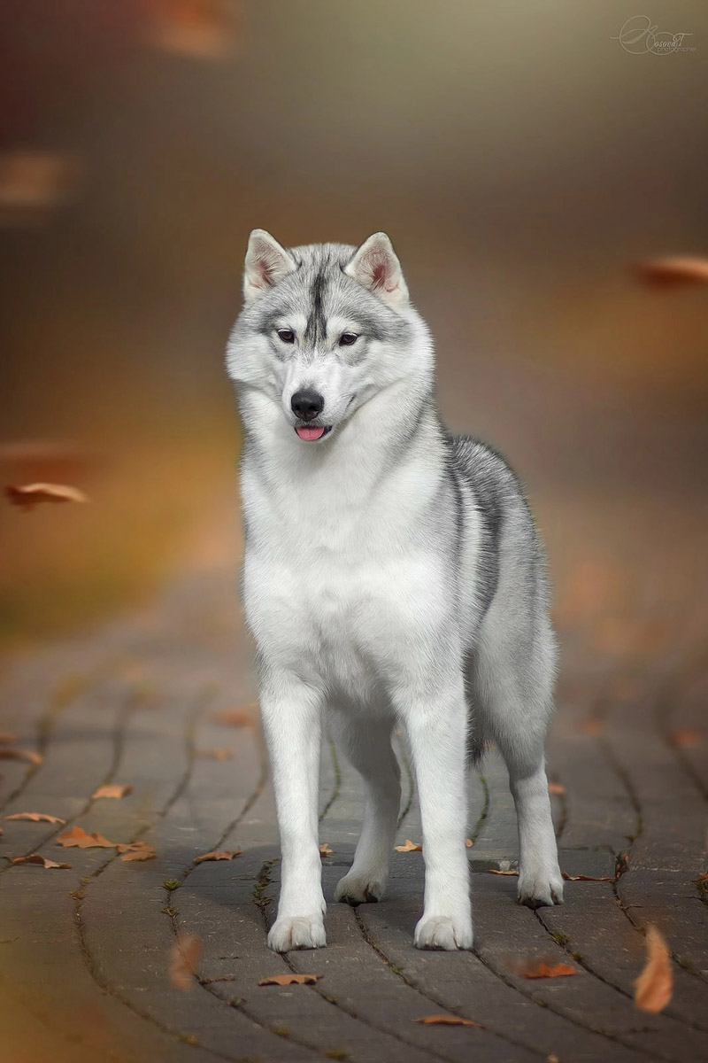 В Японии прошла церемония награждения собак по итогам 2024 года. Среди сибирских хаски первое место занял питомец родом из Владимирской области. Дива переехала в Страну восходящего солнца в свои 17 месяцев, уже имея титул чемпиона России. С тех пор она несколько раз успела покорить членов жюри и в далекой стране, а теперь вошла в топ «лучших из лучших».