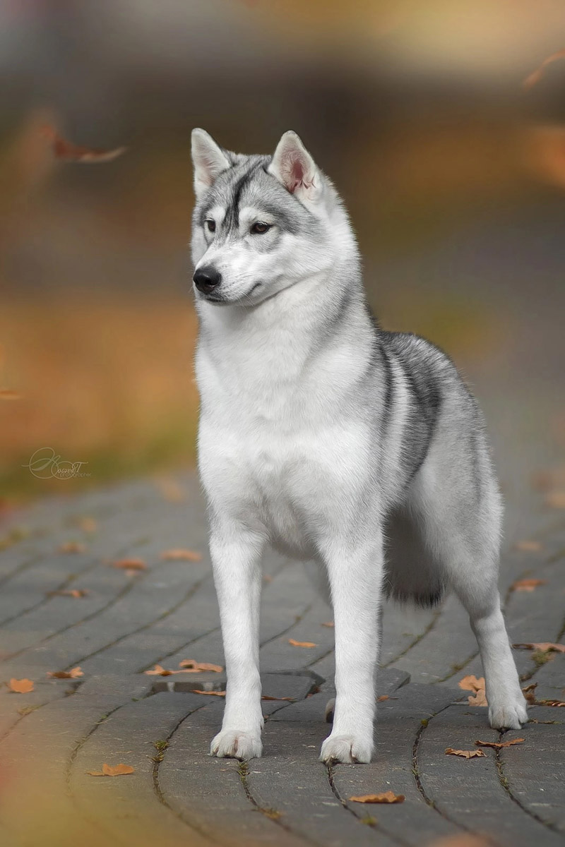 В Японии прошла церемония награждения собак по итогам 2024 года. Среди сибирских хаски первое место занял питомец родом из Владимирской области. Дива переехала в Страну восходящего солнца в свои 17 месяцев, уже имея титул чемпиона России. С тех пор она несколько раз успела покорить членов жюри и в далекой стране, а теперь вошла в топ «лучших из лучших».