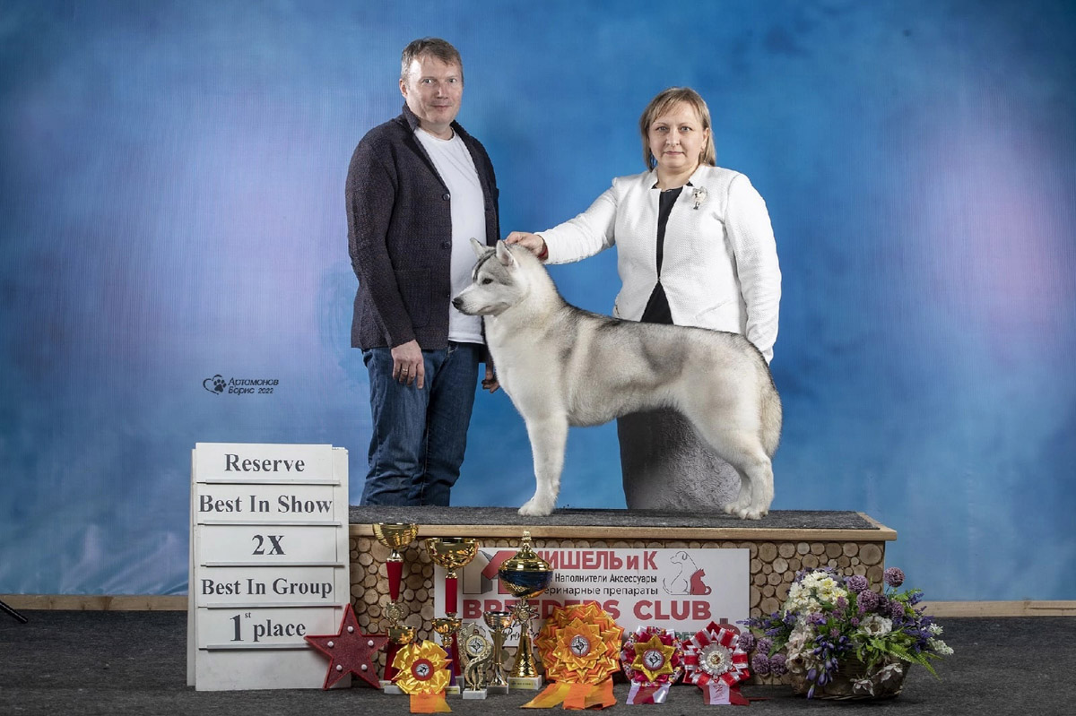 В Японии прошла церемония награждения собак по итогам 2024 года. Среди сибирских хаски первое место занял питомец родом из Владимирской области. Дива переехала в Страну восходящего солнца в свои 17 месяцев, уже имея титул чемпиона России. С тех пор она несколько раз успела покорить членов жюри и в далекой стране, а теперь вошла в топ «лучших из лучших».