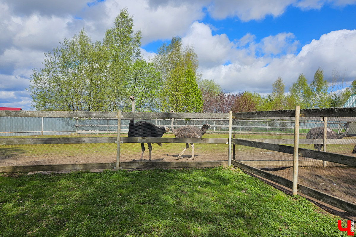 Шуя — небольшой городок всего в паре часов езды от Владимира. Но найдется ли там экзотика, достойная внимания взыскательного туриста? Особенно если на всё про всё сутки. Мы проверили и уверенно отвечаем: «Да!» Возможно, подобное путешествие выходного дня вдохновит и наших читателей.