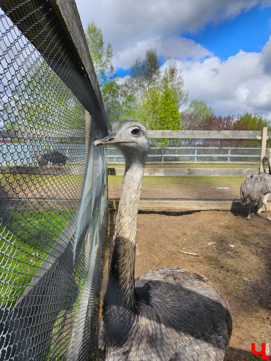 Шуя — небольшой городок всего в паре часов езды от Владимира. Но найдется ли там экзотика, достойная внимания взыскательного туриста? Особенно если на всё про всё сутки. Мы проверили и уверенно отвечаем: «Да!» Возможно, подобное путешествие выходного дня вдохновит и наших читателей.