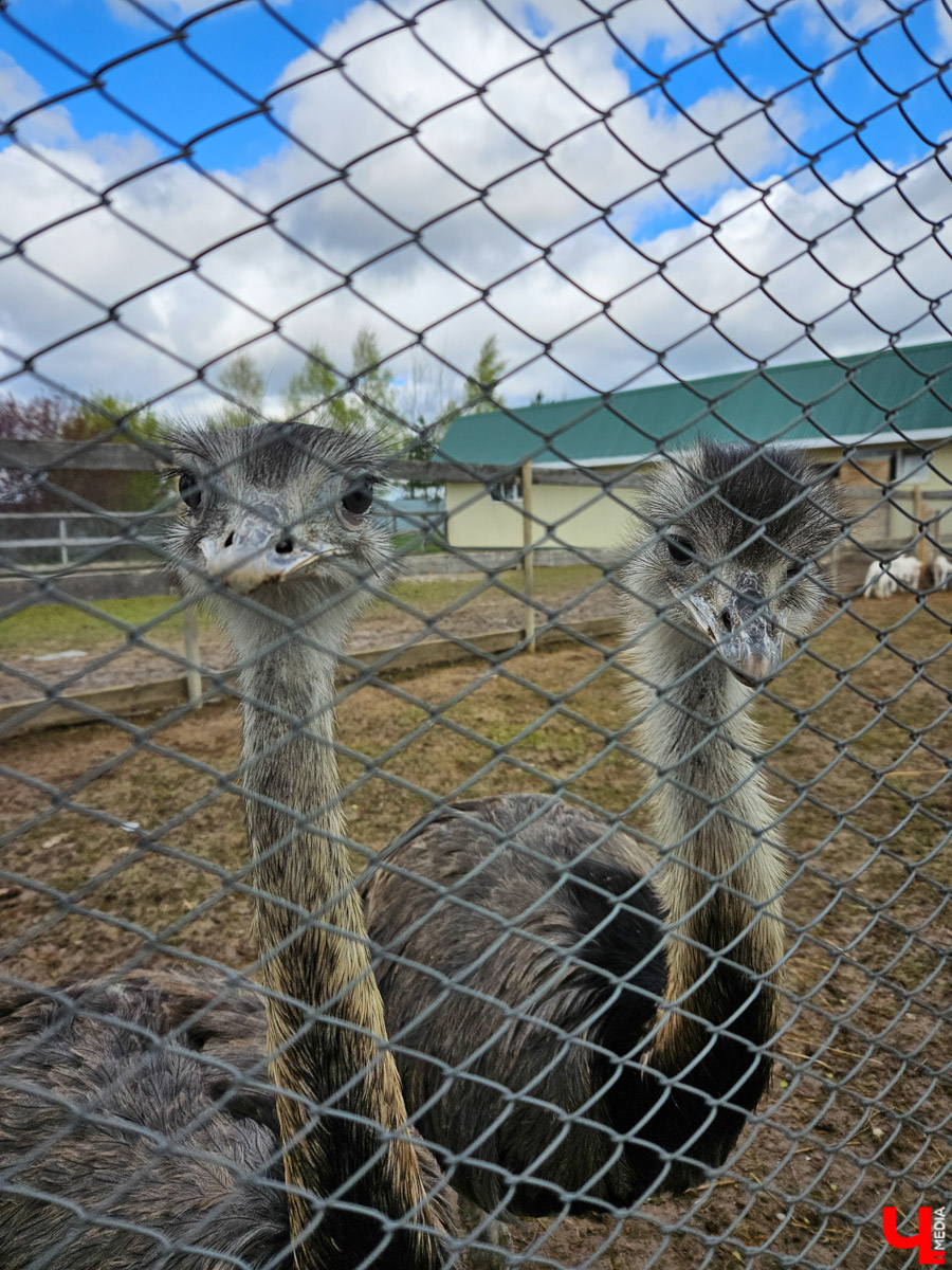 Шуя — небольшой городок всего в паре часов езды от Владимира. Но найдется ли там экзотика, достойная внимания взыскательного туриста? Особенно если на всё про всё сутки. Мы проверили и уверенно отвечаем: «Да!» Возможно, подобное путешествие выходного дня вдохновит и наших читателей.