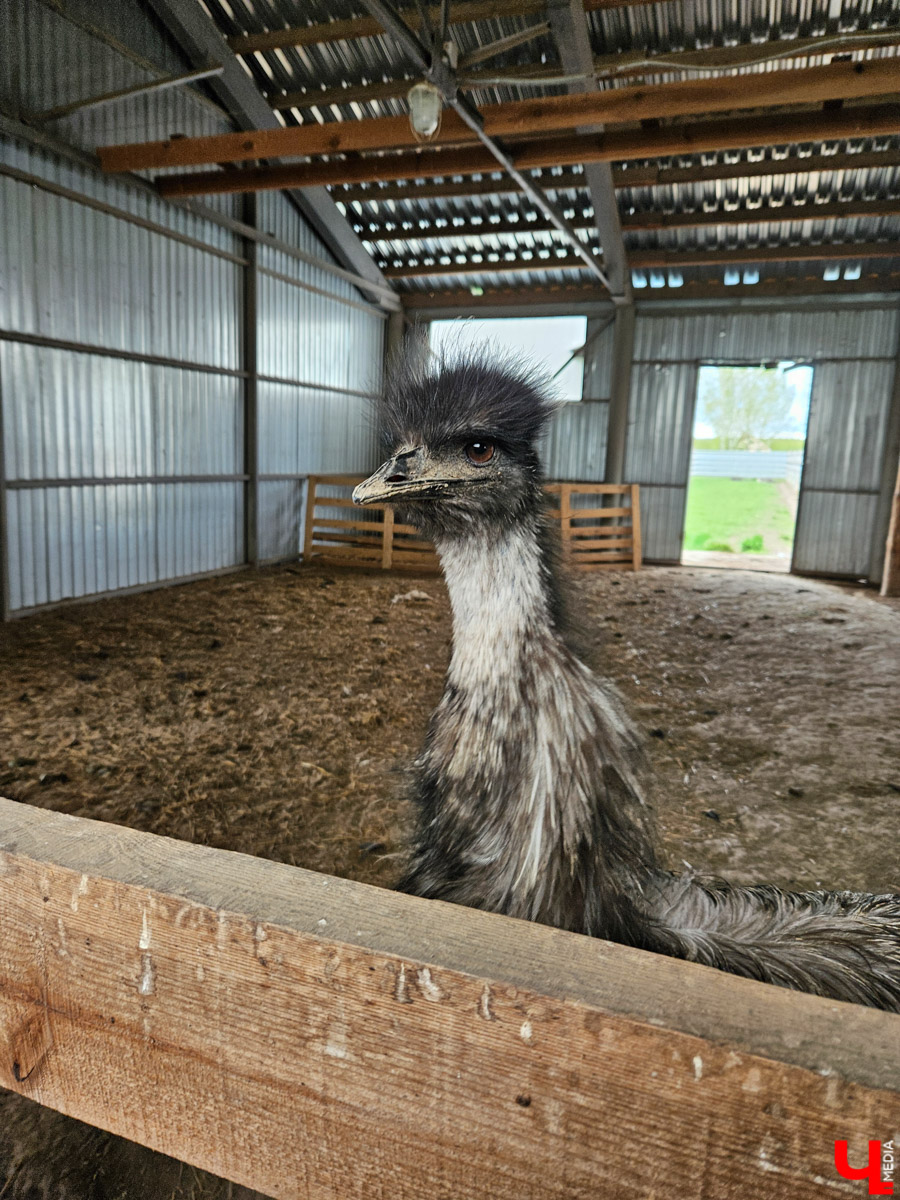 Шуя — небольшой городок всего в паре часов езды от Владимира. Но найдется ли там экзотика, достойная внимания взыскательного туриста? Особенно если на всё про всё сутки. Мы проверили и уверенно отвечаем: «Да!» Возможно, подобное путешествие выходного дня вдохновит и наших читателей.