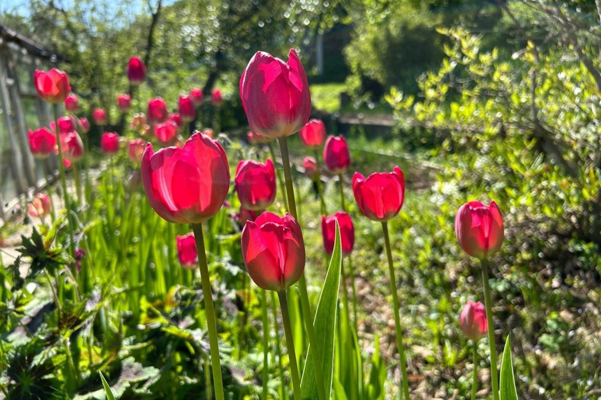 Вязники — чудесный город на холмах, родина поэта-песенника Алексея Фатьянова, край вишневых садов. А еще там немало удивительно красивых домов, на окнах которых нанесены старинные обереги. Какие символы размещали на своих жилищах вязниковские мастера, как трансформировалась местная резьба и что ее отличает? «Ключ-Медиа» собрал наблюдения по итогам двух весенних экспедиций.