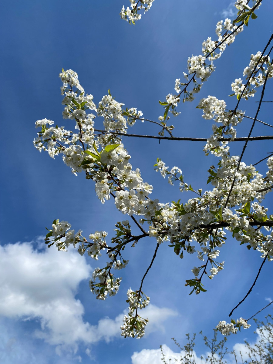 Вязники — чудесный город на холмах, родина поэта-песенника Алексея Фатьянова, край вишневых садов. А еще там немало удивительно красивых домов, на окнах которых нанесены старинные обереги. Какие символы размещали на своих жилищах вязниковские мастера, как трансформировалась местная резьба и что ее отличает? «Ключ-Медиа» собрал наблюдения по итогам двух весенних экспедиций.