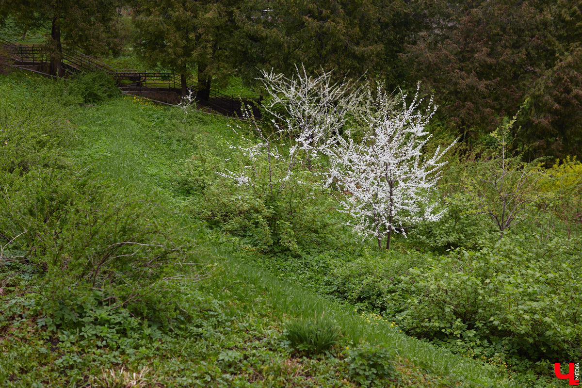 Вы уже определились с планами на выходные? Если нет, то подскажем несколько стоящих вариантов, где их провести. Журналисты программы «Доброе утро» составили топ лучших речных маршрутов и мест для фотосессии в окружении цветов, куда попали сразу две точки на карте 33-го региона.