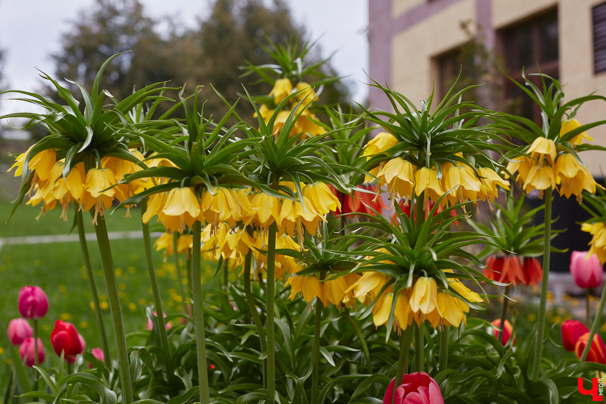 Вы уже определились с планами на выходные? Если нет, то подскажем несколько стоящих вариантов, где их провести. Журналисты программы «Доброе утро» составили топ лучших речных маршрутов и мест для фотосессии в окружении цветов, куда попали сразу две точки на карте 33-го региона.