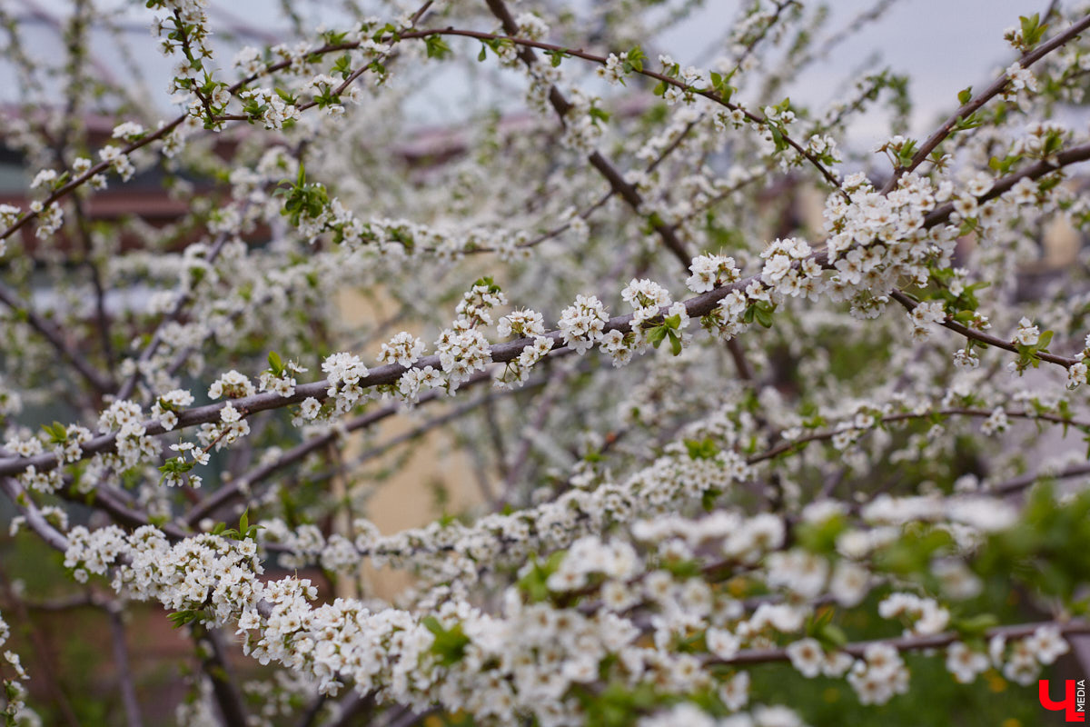 Вы уже определились с планами на выходные? Если нет, то подскажем несколько стоящих вариантов, где их провести. Журналисты программы «Доброе утро» составили топ лучших речных маршрутов и мест для фотосессии в окружении цветов, куда попали сразу две точки на карте 33-го региона.