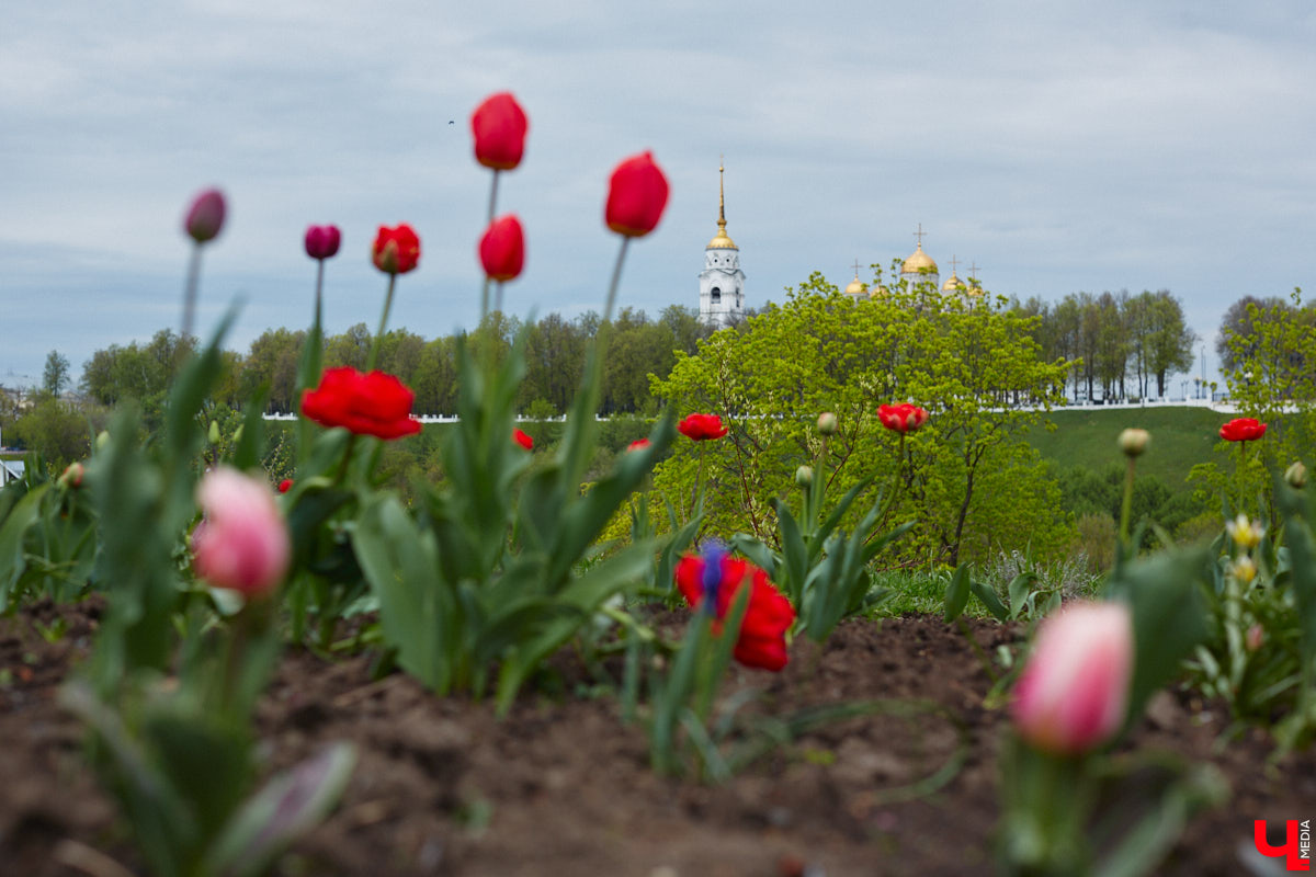 Вы уже определились с планами на выходные? Если нет, то подскажем несколько стоящих вариантов, где их провести. Журналисты программы «Доброе утро» составили топ лучших речных маршрутов и мест для фотосессии в окружении цветов, куда попали сразу две точки на карте 33-го региона.