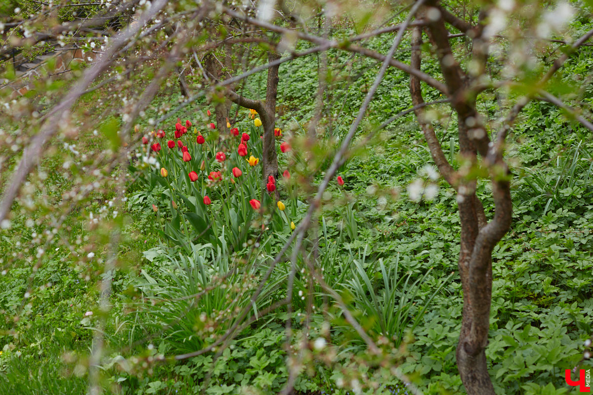 Вы уже определились с планами на выходные? Если нет, то подскажем несколько стоящих вариантов, где их провести. Журналисты программы «Доброе утро» составили топ лучших речных маршрутов и мест для фотосессии в окружении цветов, куда попали сразу две точки на карте 33-го региона.