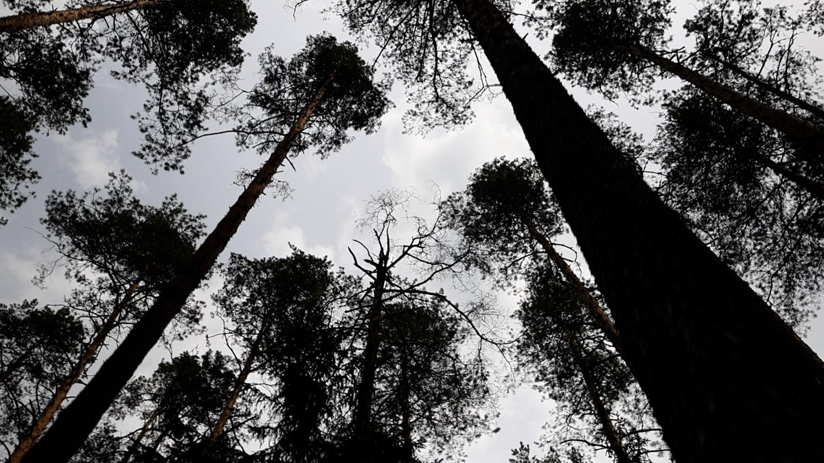 Куда отправиться на длительную летнюю прогулку, не покидая пределы 33-го региона? Готовы поделиться идеями. Если вам по душе уединение и тишина, предлагаем отметить на карте сразу две точки, куда непременно стоит отправиться, чтобы вдоволь насладиться свежим воздухом, щебетанием птиц и зеленью, столь отрадной для глаз. Речь о пеших экологических тропах.