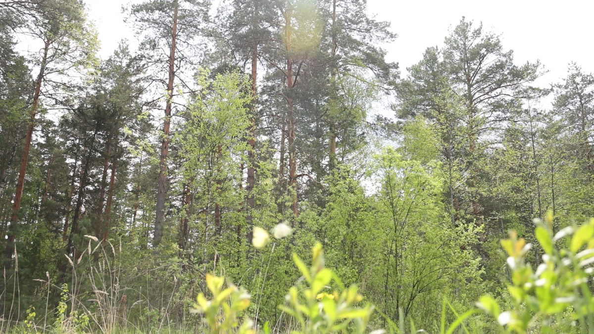 Куда отправиться на длительную летнюю прогулку, не покидая пределы 33-го региона? Готовы поделиться идеями. Если вам по душе уединение и тишина, предлагаем отметить на карте сразу две точки, куда непременно стоит отправиться, чтобы вдоволь насладиться свежим воздухом, щебетанием птиц и зеленью, столь отрадной для глаз. Речь о пеших экологических тропах.