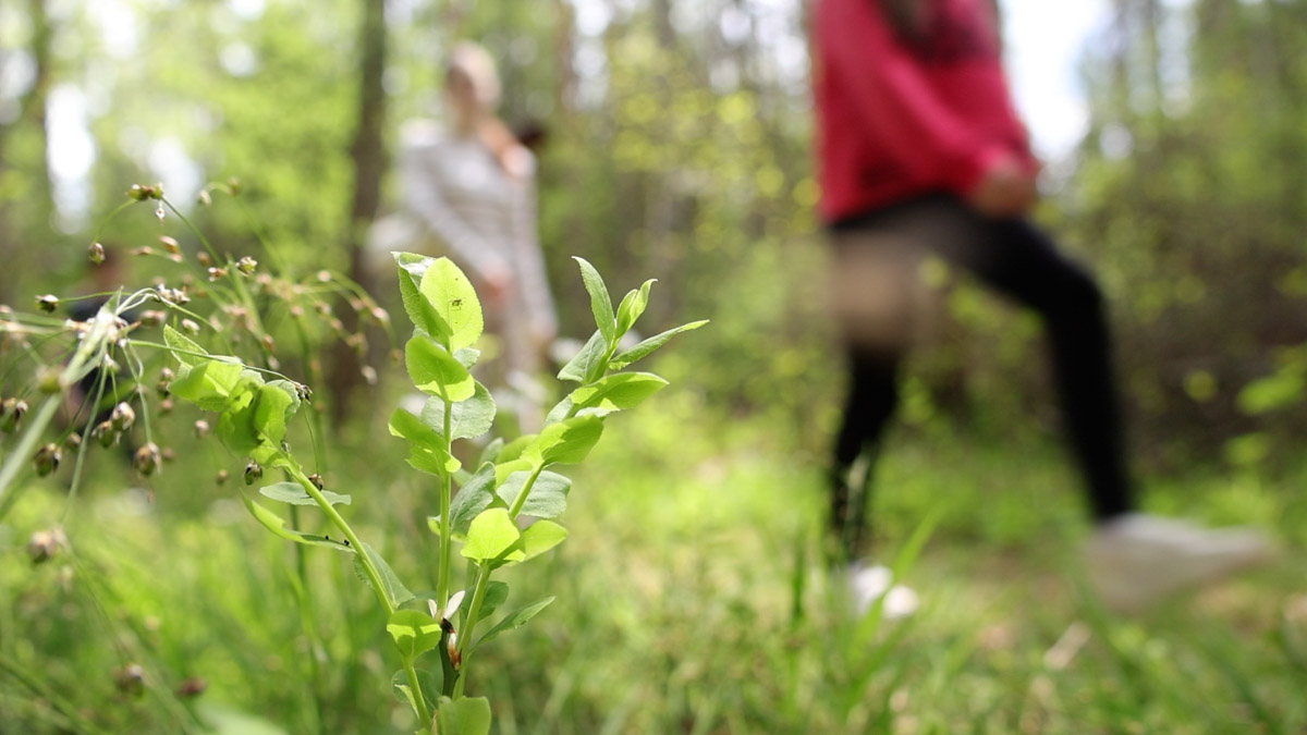Куда отправиться на длительную летнюю прогулку, не покидая пределы 33-го региона? Готовы поделиться идеями. Если вам по душе уединение и тишина, предлагаем отметить на карте сразу две точки, куда непременно стоит отправиться, чтобы вдоволь насладиться свежим воздухом, щебетанием птиц и зеленью, столь отрадной для глаз. Речь о пеших экологических тропах.