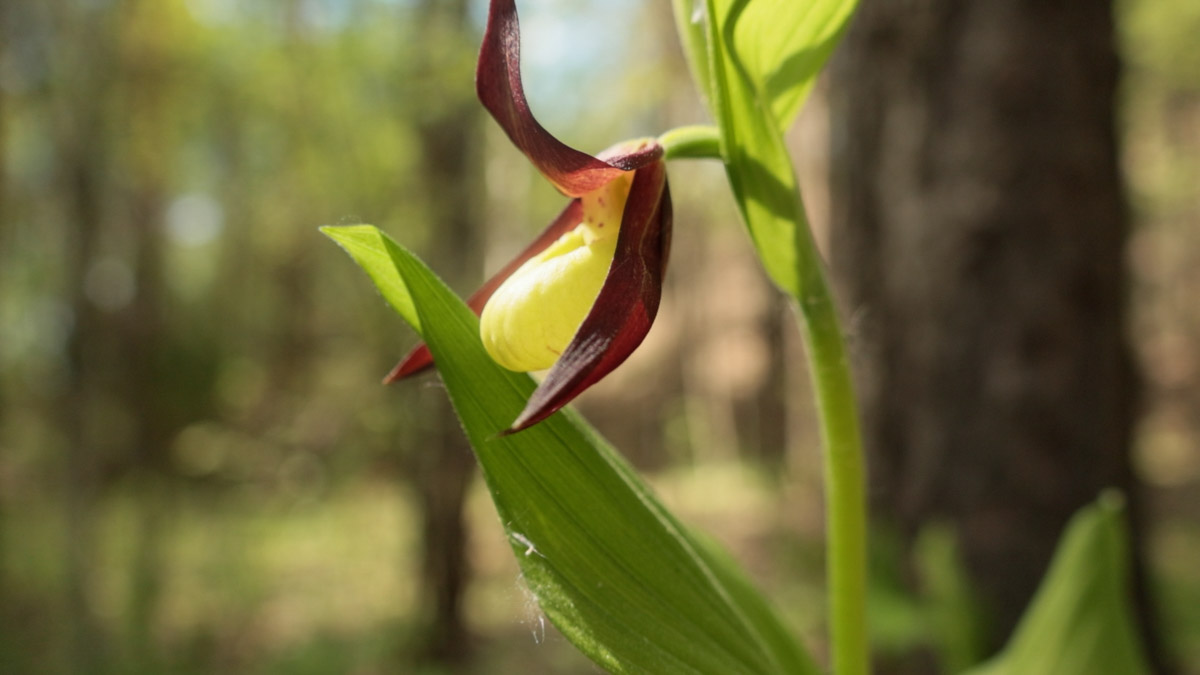 Куда отправиться на длительную летнюю прогулку, не покидая пределы 33-го региона? Готовы поделиться идеями. Если вам по душе уединение и тишина, предлагаем отметить на карте сразу две точки, куда непременно стоит отправиться, чтобы вдоволь насладиться свежим воздухом, щебетанием птиц и зеленью, столь отрадной для глаз. Речь о пеших экологических тропах.