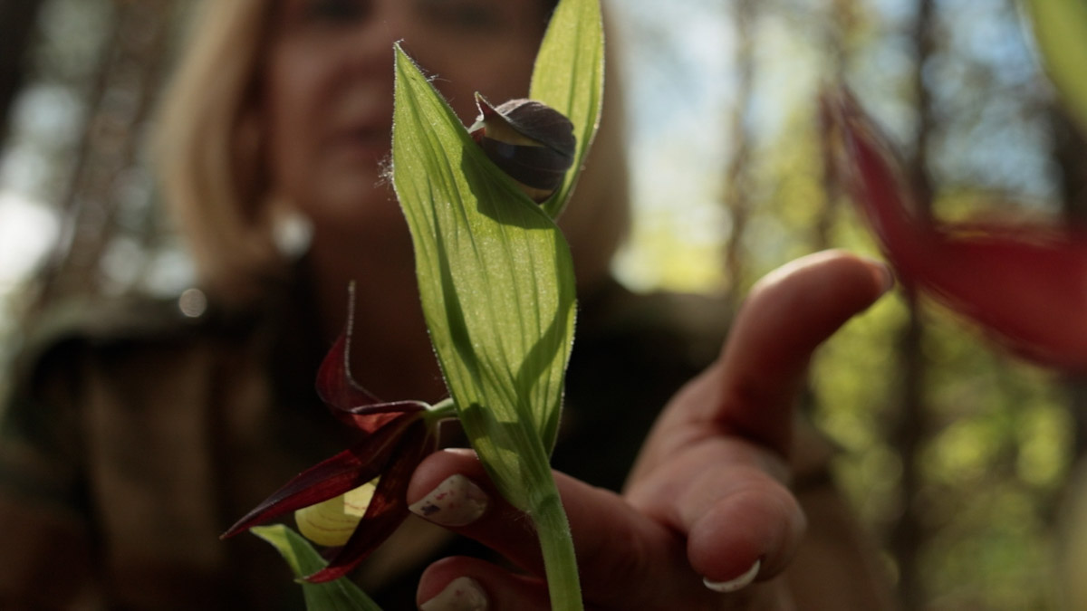 Куда отправиться на длительную летнюю прогулку, не покидая пределы 33-го региона? Готовы поделиться идеями. Если вам по душе уединение и тишина, предлагаем отметить на карте сразу две точки, куда непременно стоит отправиться, чтобы вдоволь насладиться свежим воздухом, щебетанием птиц и зеленью, столь отрадной для глаз. Речь о пеших экологических тропах.