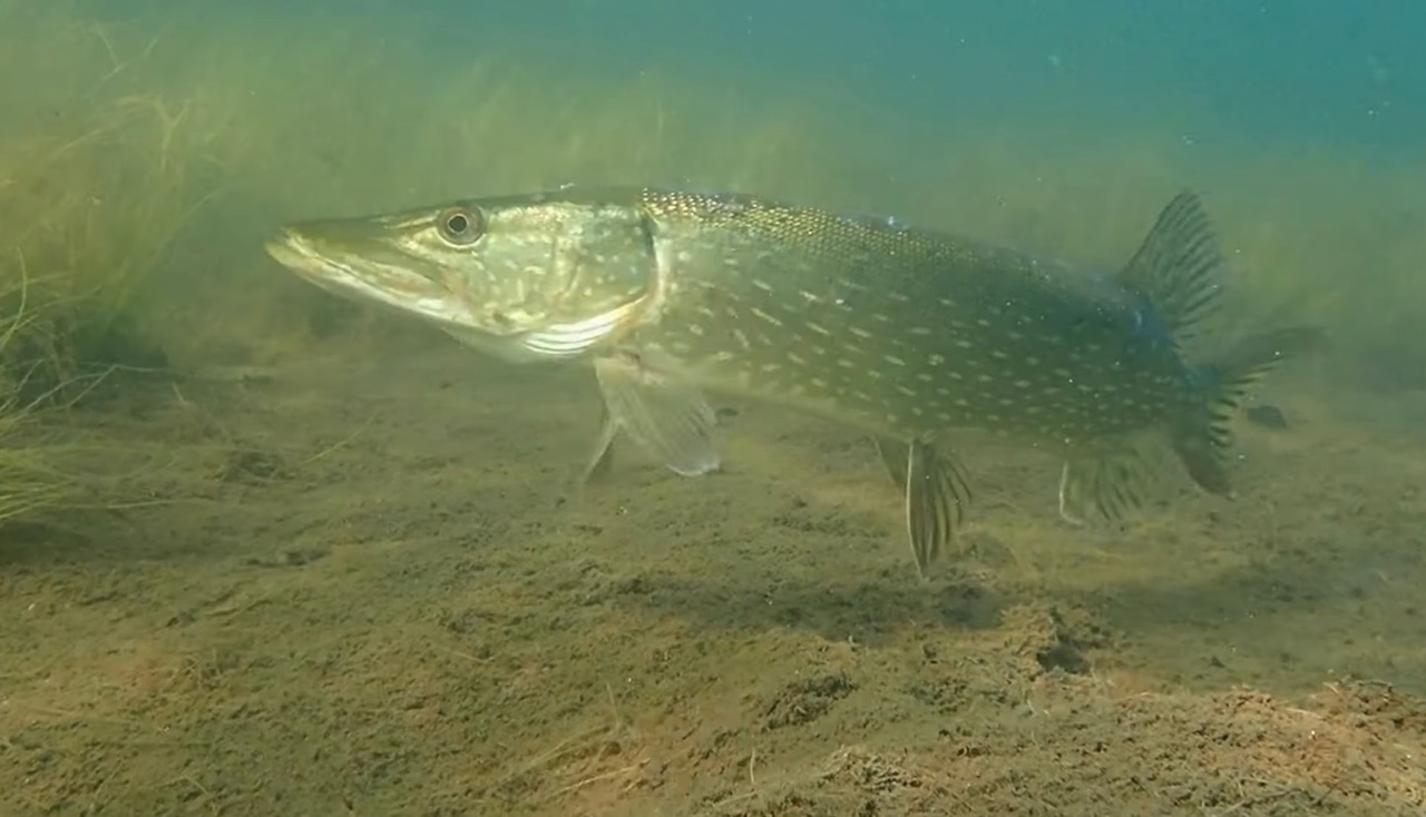 Мы точно знаем, кто проживает на дне океана, а вот подводный мир владимирских рек для многих остается тайной. Приоткрыть ее решили блогеры из Нижегородской области. Супруги-исследователи показали, что скрывает блестящая гладь Ушны, Колпи и Илевны.