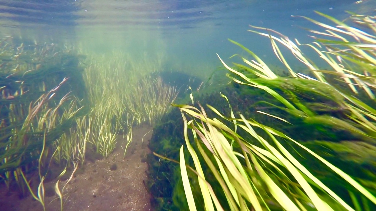 Мы точно знаем, кто проживает на дне океана, а вот подводный мир владимирских рек для многих остается тайной. Приоткрыть ее решили блогеры из Нижегородской области. Супруги-исследователи показали, что скрывает блестящая гладь Ушны, Колпи и Илевны.