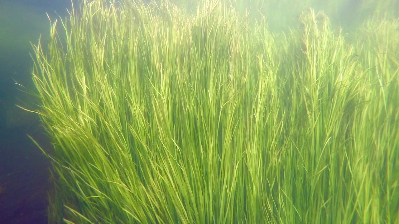 Мы точно знаем, кто проживает на дне океана, а вот подводный мир владимирских рек для многих остается тайной. Приоткрыть ее решили блогеры из Нижегородской области. Супруги-исследователи показали, что скрывает блестящая гладь Ушны, Колпи и Илевны.