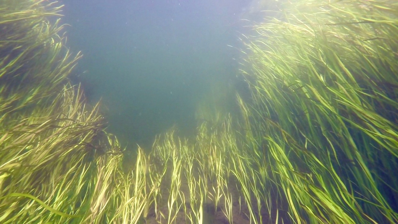 Мы точно знаем, кто проживает на дне океана, а вот подводный мир владимирских рек для многих остается тайной. Приоткрыть ее решили блогеры из Нижегородской области. Супруги-исследователи показали, что скрывает блестящая гладь Ушны, Колпи и Илевны.