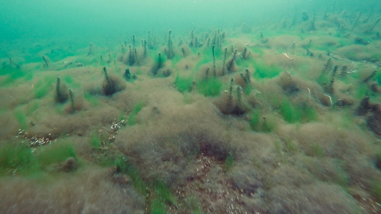 Мы точно знаем, кто проживает на дне океана, а вот подводный мир владимирских рек для многих остается тайной. Приоткрыть ее решили блогеры из Нижегородской области. Супруги-исследователи показали, что скрывает блестящая гладь Ушны, Колпи и Илевны.