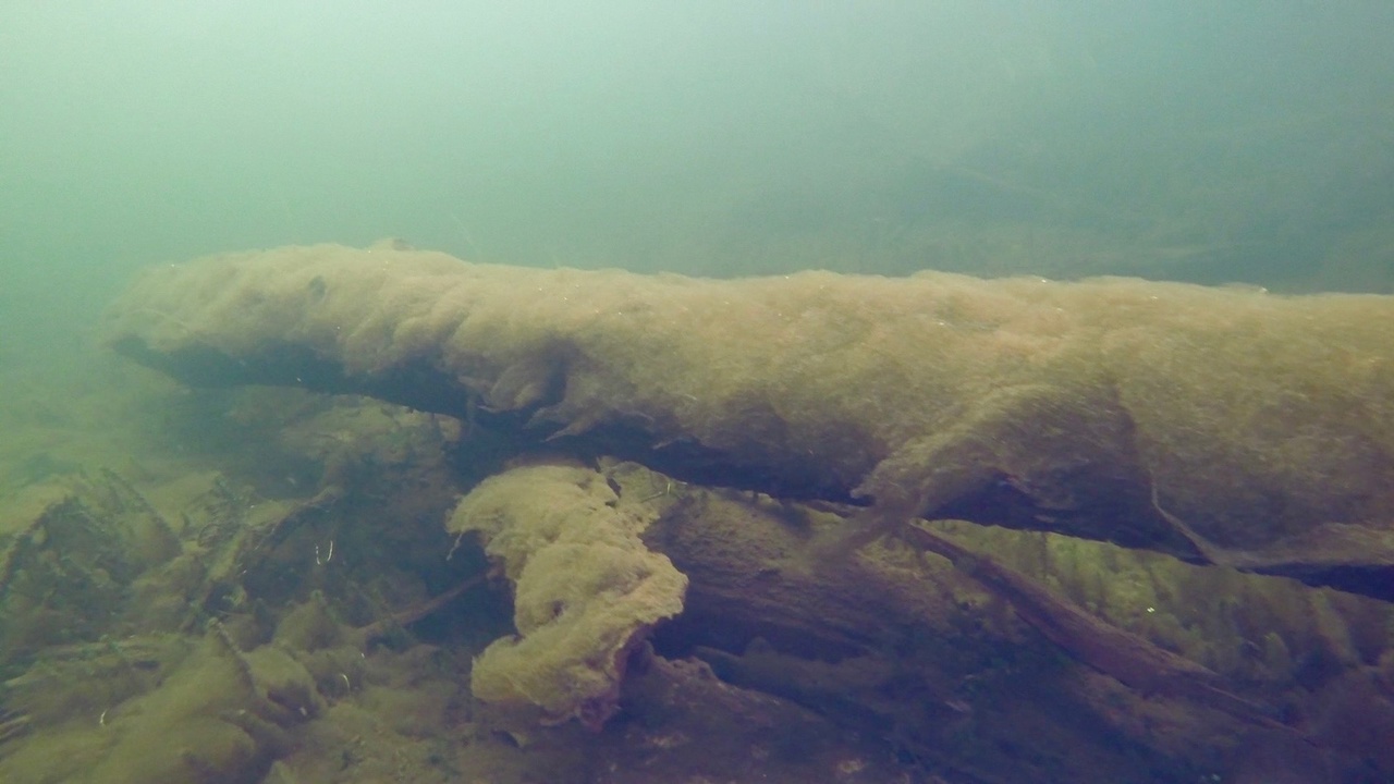 Мы точно знаем, кто проживает на дне океана, а вот подводный мир владимирских рек для многих остается тайной. Приоткрыть ее решили блогеры из Нижегородской области. Супруги-исследователи показали, что скрывает блестящая гладь Ушны, Колпи и Илевны.