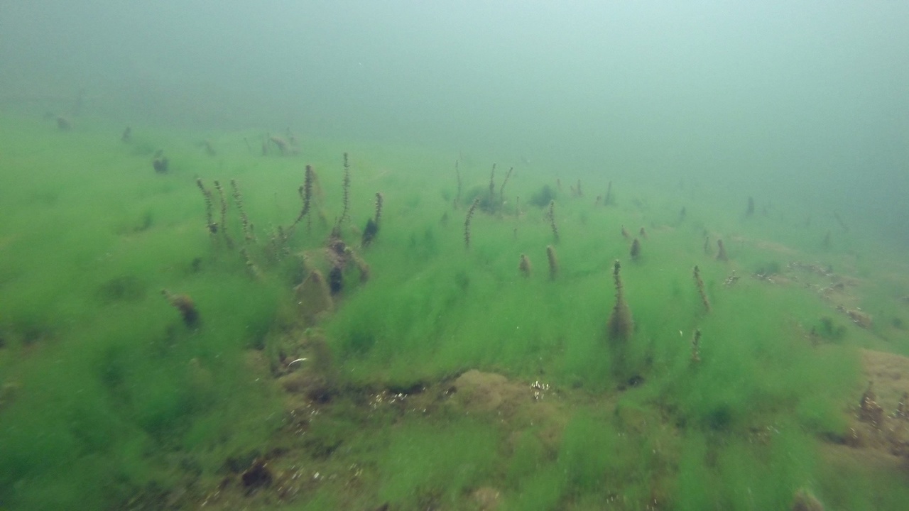 Мы точно знаем, кто проживает на дне океана, а вот подводный мир владимирских рек для многих остается тайной. Приоткрыть ее решили блогеры из Нижегородской области. Супруги-исследователи показали, что скрывает блестящая гладь Ушны, Колпи и Илевны.
