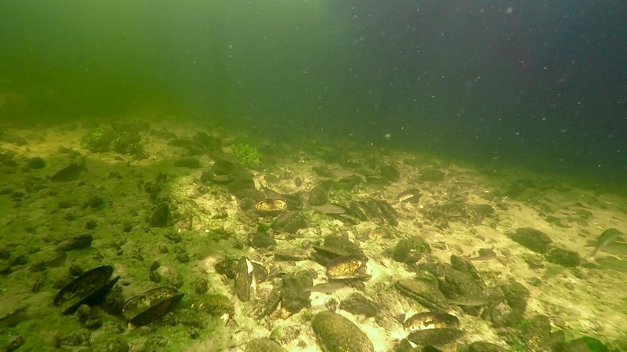 Мы точно знаем, кто проживает на дне океана, а вот подводный мир владимирских рек для многих остается тайной. Приоткрыть ее решили блогеры из Нижегородской области. Супруги-исследователи показали, что скрывает блестящая гладь Ушны, Колпи и Илевны.