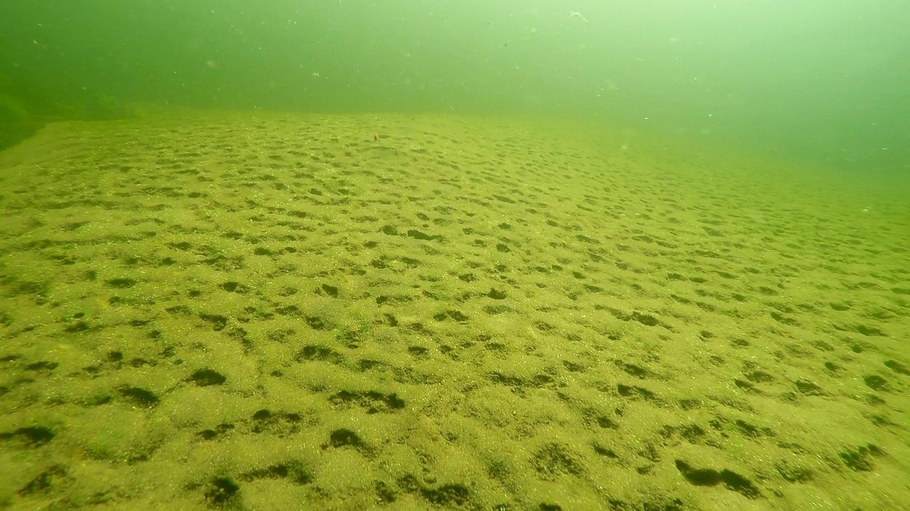 Мы точно знаем, кто проживает на дне океана, а вот подводный мир владимирских рек для многих остается тайной. Приоткрыть ее решили блогеры из Нижегородской области. Супруги-исследователи показали, что скрывает блестящая гладь Ушны, Колпи и Илевны.
