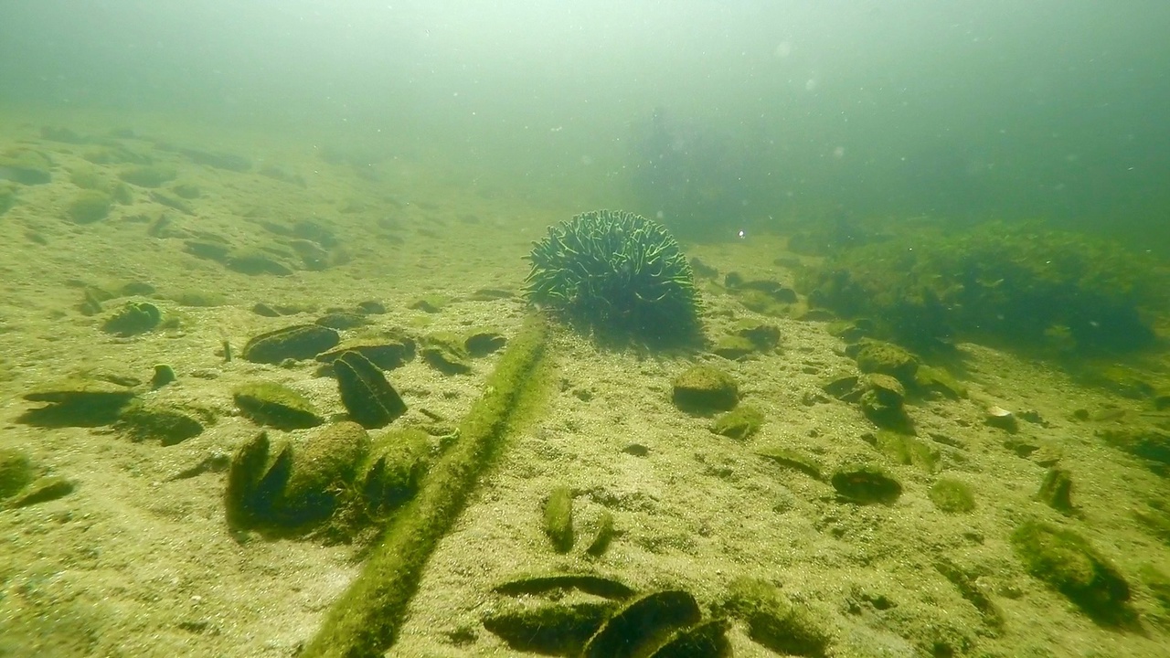 Мы точно знаем, кто проживает на дне океана, а вот подводный мир владимирских рек для многих остается тайной. Приоткрыть ее решили блогеры из Нижегородской области. Супруги-исследователи показали, что скрывает блестящая гладь Ушны, Колпи и Илевны.