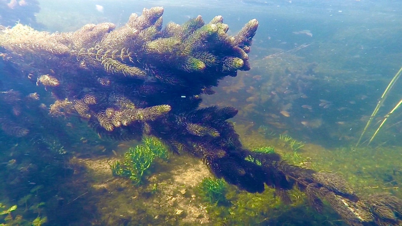 Мы точно знаем, кто проживает на дне океана, а вот подводный мир владимирских рек для многих остается тайной. Приоткрыть ее решили блогеры из Нижегородской области. Супруги-исследователи показали, что скрывает блестящая гладь Ушны, Колпи и Илевны.