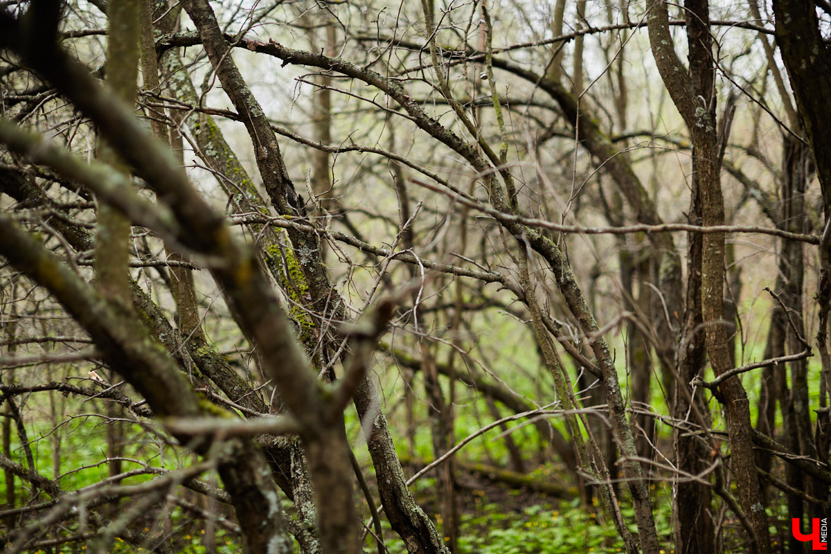 Во Владимире стартовал второй этап благоустройства Старых садов около ДДюТ, который продлится чуть больше года. И здесь жителей областного центра ждут две новости. Плохая заключается в том, что родник на улице Мира на это время закроют. Условно хорошая — деревьев и кустарников вырубят меньше, чем планировалось. Обсудили будущее зеленого пространства с главным экологом города.