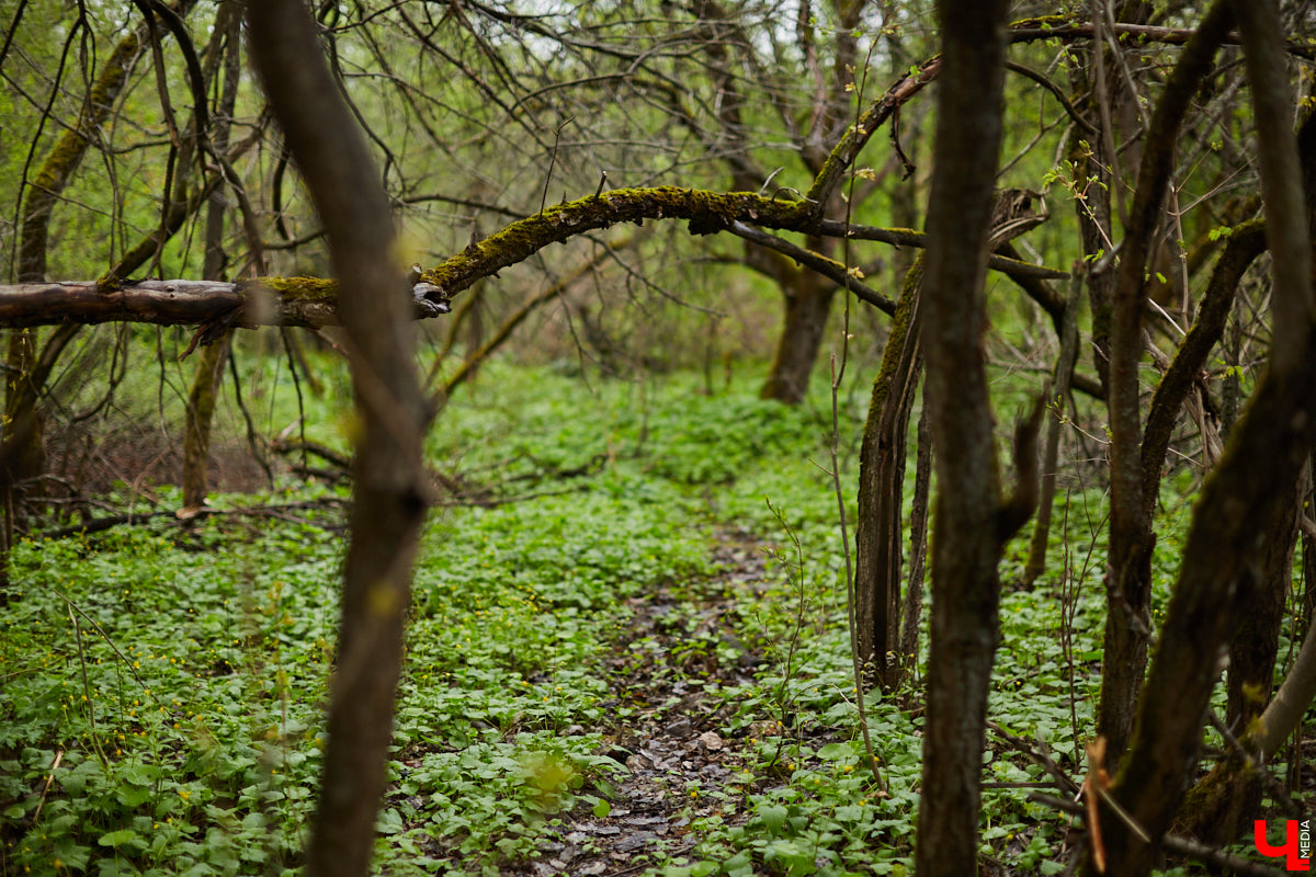 Во Владимире стартовал второй этап благоустройства Старых садов около ДДюТ, который продлится чуть больше года. И здесь жителей областного центра ждут две новости. Плохая заключается в том, что родник на улице Мира на это время закроют. Условно хорошая — деревьев и кустарников вырубят меньше, чем планировалось. Обсудили будущее зеленого пространства с главным экологом города.