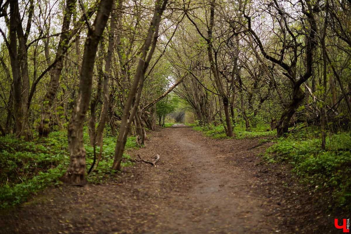 Во Владимире стартовал второй этап благоустройства Старых садов около ДДюТ, который продлится чуть больше года. И здесь жителей областного центра ждут две новости. Плохая заключается в том, что родник на улице Мира на это время закроют. Условно хорошая — деревьев и кустарников вырубят меньше, чем планировалось. Обсудили будущее зеленого пространства с главным экологом города.