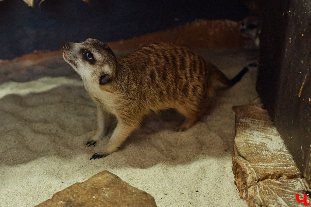 Дети обладают способностью вызывать улыбку. Это касается также четырехлапых, хвостатых и зубастых крох. «Ключ-Медиа» решил, что сейчас подборка умилительных кадров придется к месту, поэтому заглянул во владимирский экзотариум за порцией хорошего настроения.