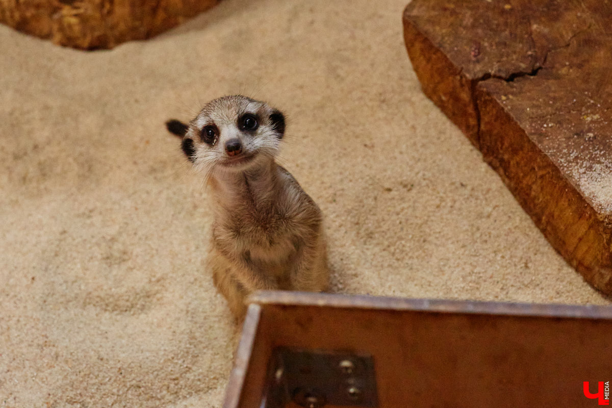 Дети обладают способностью вызывать улыбку. Это касается также четырехлапых, хвостатых и зубастых крох. «Ключ-Медиа» решил, что сейчас подборка умилительных кадров придется к месту, поэтому заглянул во владимирский экзотариум за порцией хорошего настроения.